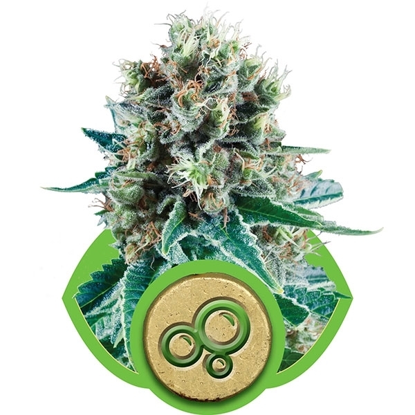 Royal Queen Seeds - Bubble Kush Automatic (auto/fem.)