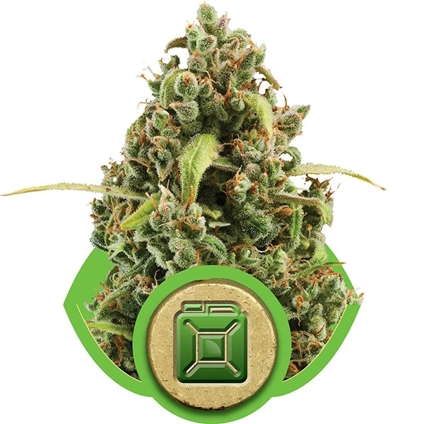 Royal Queen Seeds - Diesel Automatic (auto/fem.)