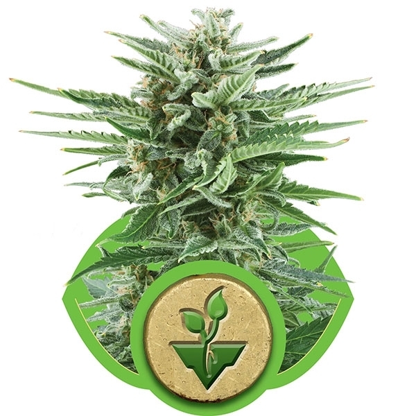 Royal Queen Seeds - Easy Bud (auto/fem.)