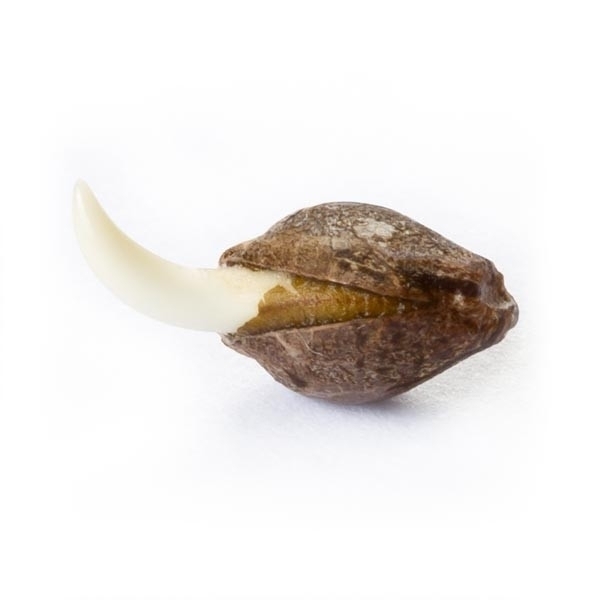 Royal Queen Seeds - Easy Bud (auto/fem.)