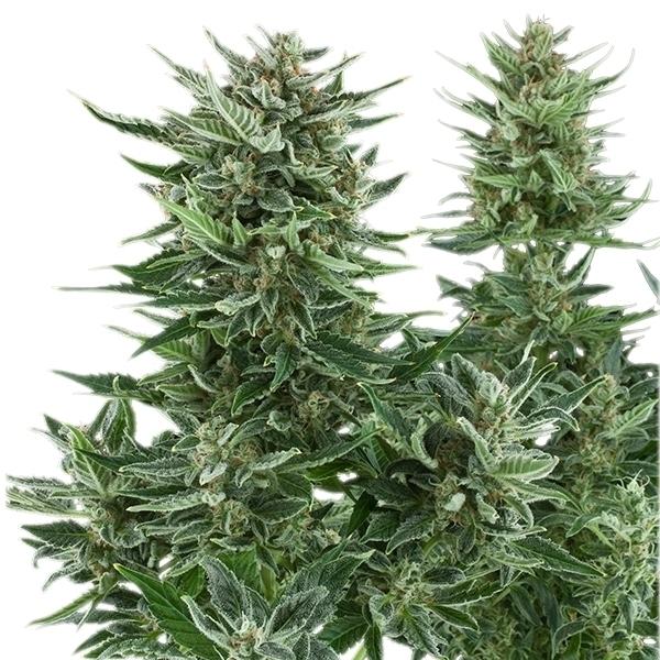 Royal Queen Seeds - Easy Bud (auto/fem.)