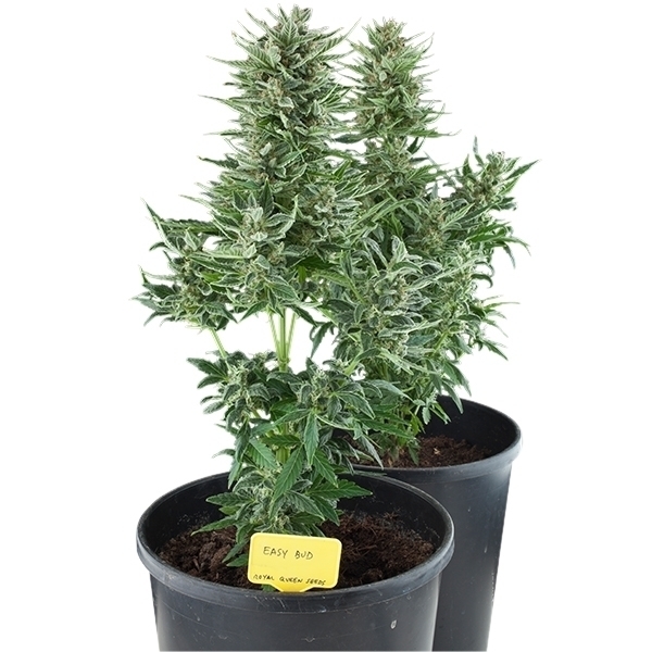 Royal Queen Seeds - Easy Bud (auto/fem.)