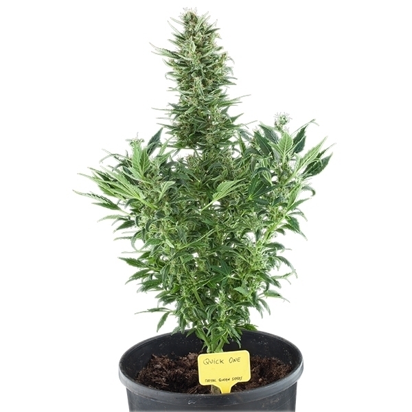 Royal Queen Seeds - Quick One (auto/fem.)