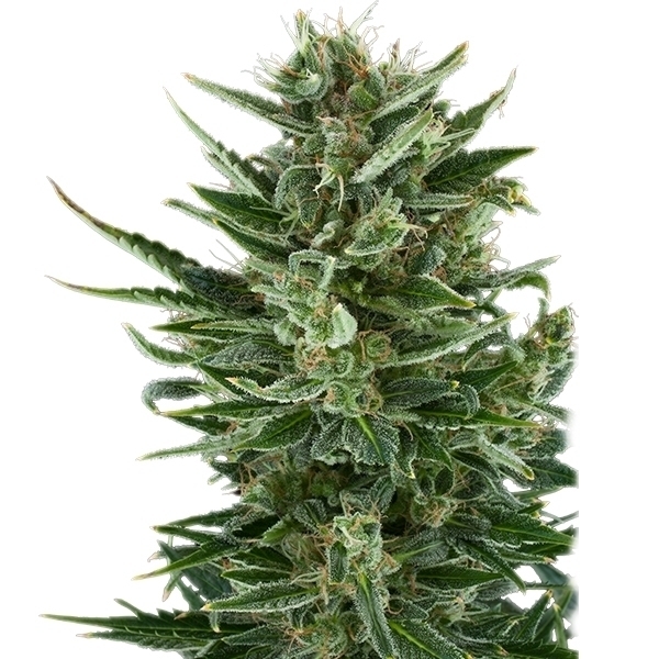 Royal Queen Seeds - Quick One (auto/fem.)