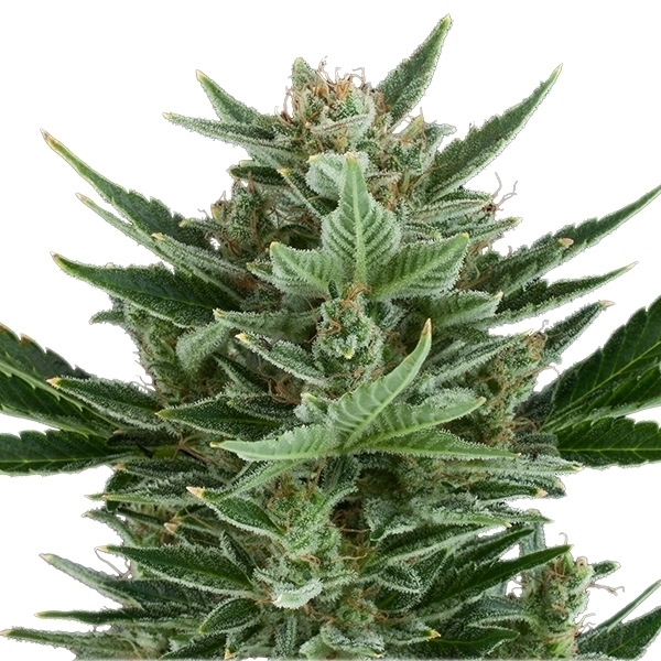Royal Queen Seeds - Quick One (auto/fem.)