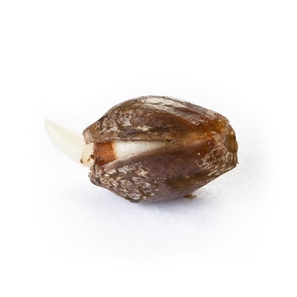 Royal Queen Seeds - Royal Creamatic (auto/fem.)