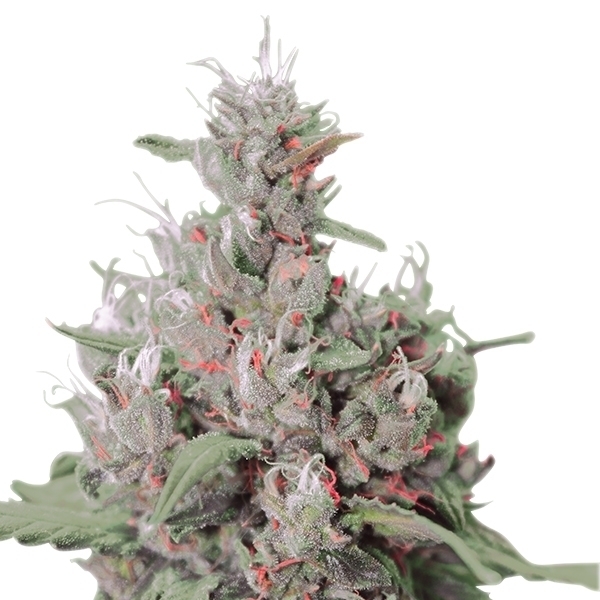 Royal Queen Seeds - Royal Creamatic (auto/fem.)