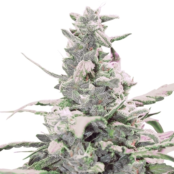 Royal Queen Seeds - Royal Creamatic (auto/fem.)