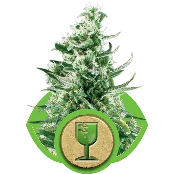 Royal Queen Seeds - Royal Critical Automatic (auto/fem.)