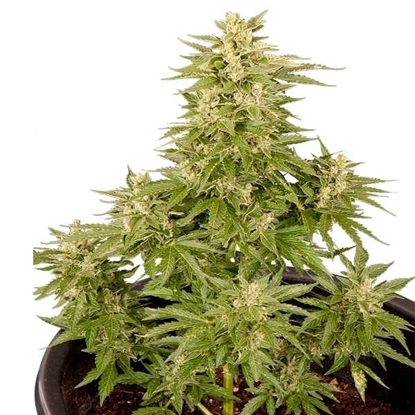 Royal Queen Seeds - Royal Critical Automatic (auto/fem.)