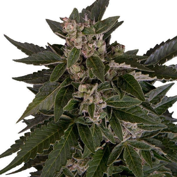 Royal Queen Seeds - Royal Critical Automatic (auto/fem.)
