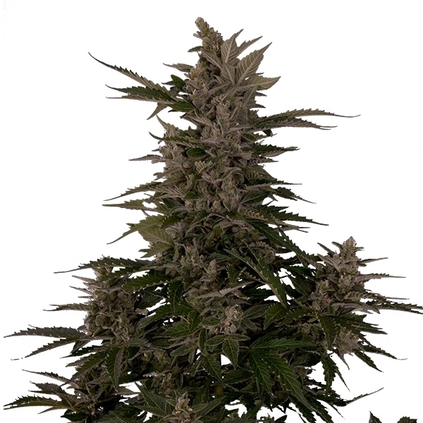 Royal Queen Seeds - Royal Critical Automatic (auto/fem.)