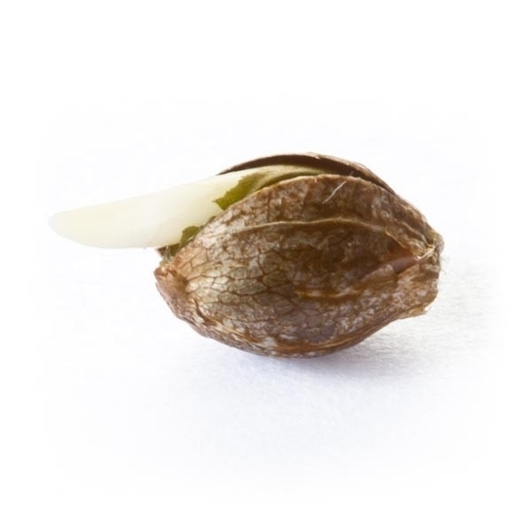 Royal Queen Seeds - Royal Dwarf (auto/fem.)