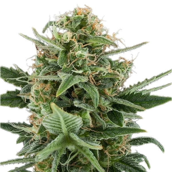 Royal Queen Seeds - Royal Dwarf (auto/fem.)