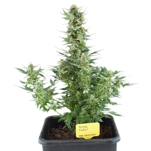 Royal Queen Seeds - Royal Dwarf (auto/fem.)