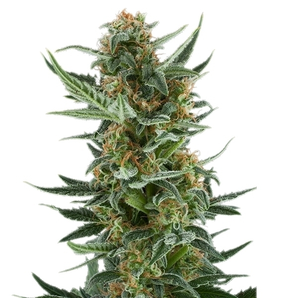 Royal Queen Seeds - Royal Dwarf (auto/fem.)