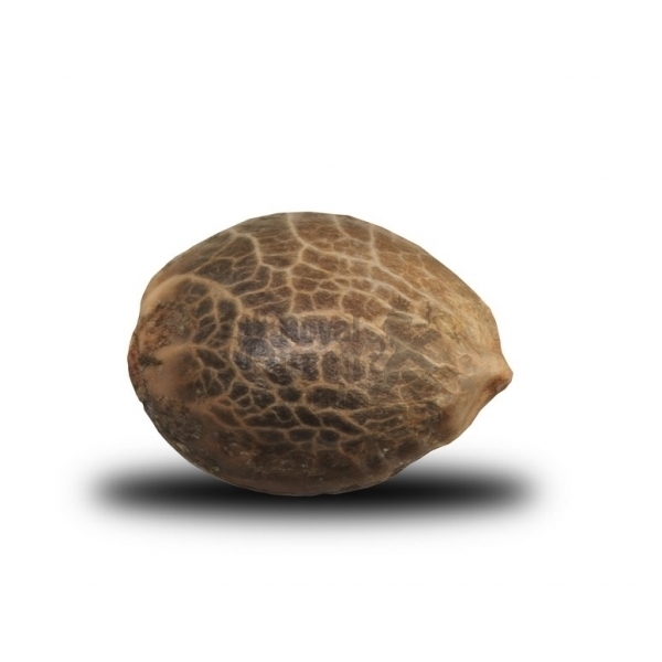 Royal Queen Seeds - Royal Haze Automatic (auto/fem.)