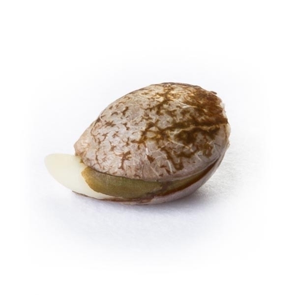 Royal Queen Seeds - Royal Haze Automatic (auto/fem.)