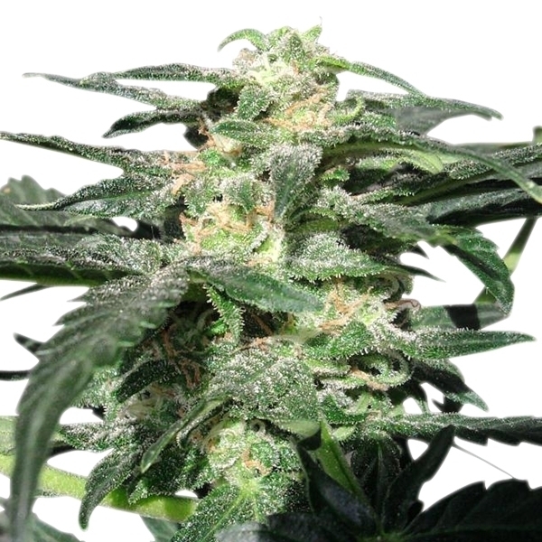Royal Queen Seeds - Royal Haze Automatic (auto/fem.)