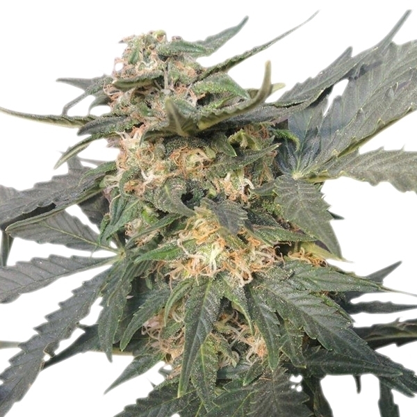 Royal Queen Seeds - Royal Haze Automatic (auto/fem.)