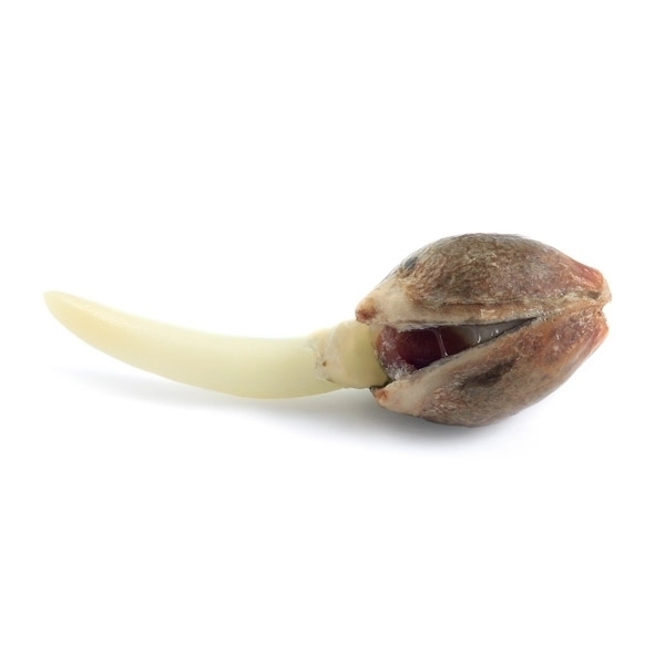 Royal Queen Seeds - Royal Jack Automatic (auto/fem.)