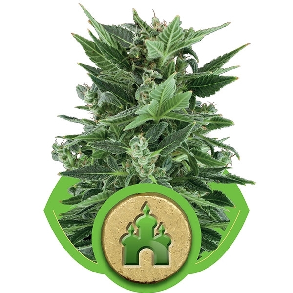 Royal Queen Seeds - Royal Kush Automatic (auto/fem.)