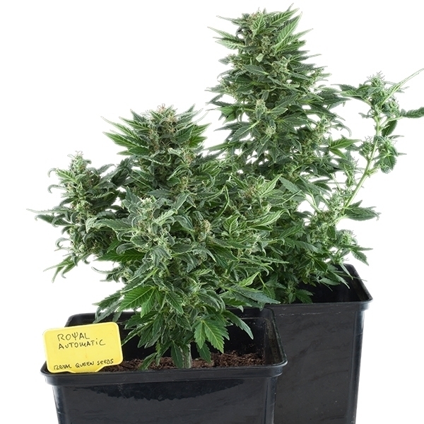 Royal Queen Seeds - Royal Kush Automatic (auto/fem.)