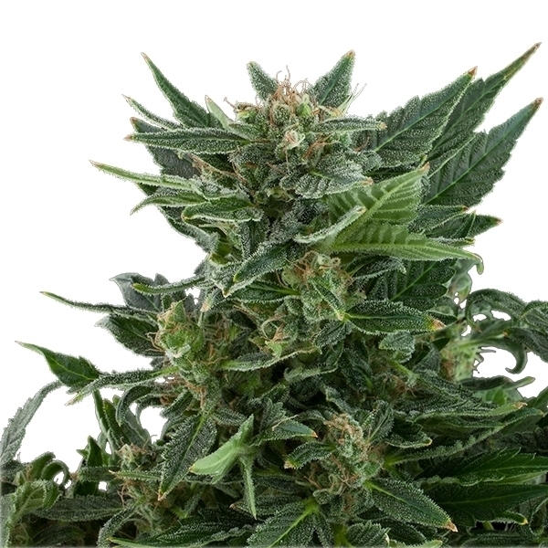 Royal Queen Seeds - Royal Kush Automatic (auto/fem.)