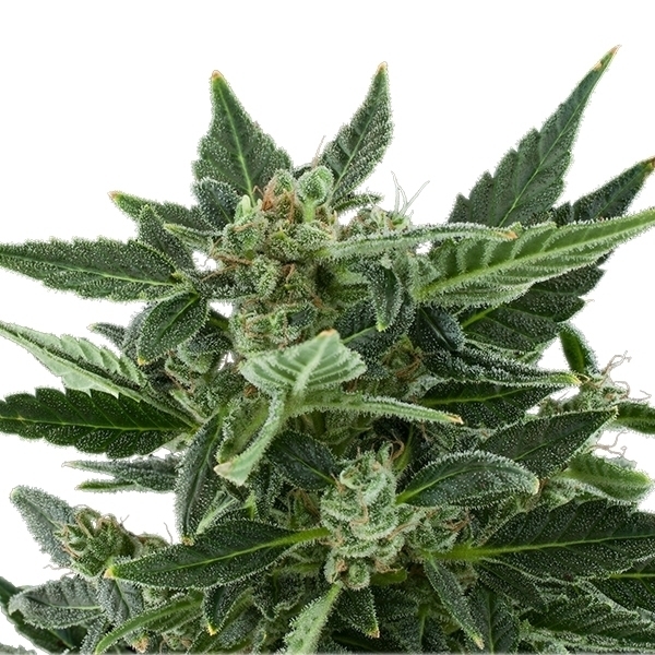 Royal Queen Seeds - Royal Kush Automatic (auto/fem.)