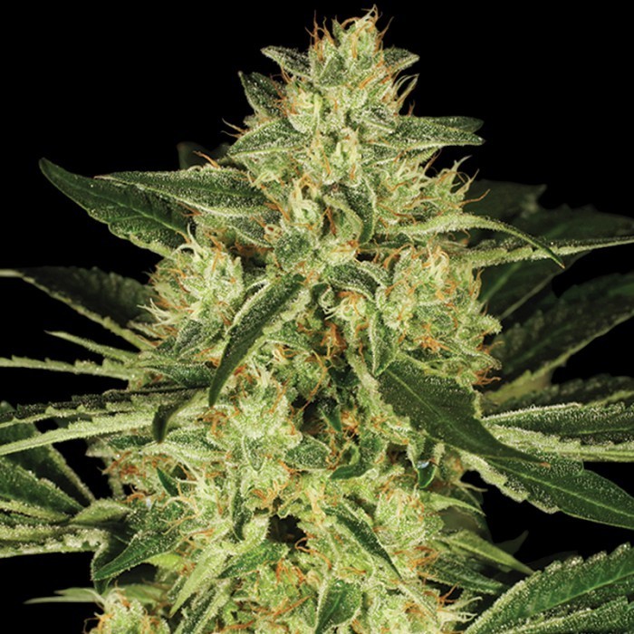 Reserva Privada (DNA Genetics Seeds) - Tora Bora (fem.)