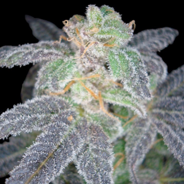 Reserva Privada (DNA Genetics Seeds) - Purple OG #18 (fem.)