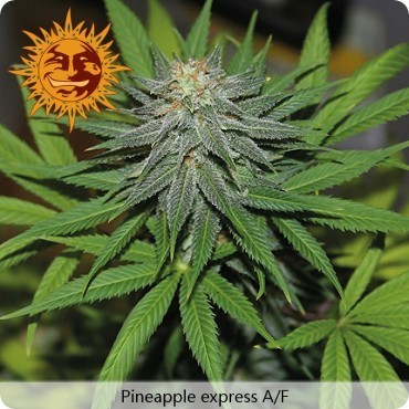 Barney's Farm - Pineapple Express Auto (auto/fem.)