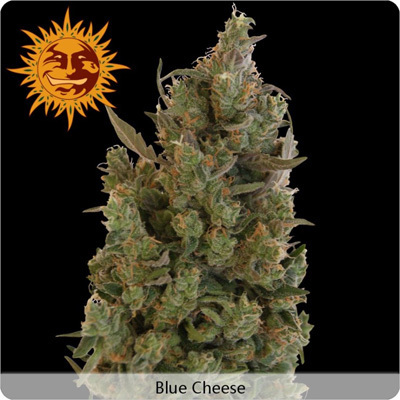 Barney's Farm - Blue Cheese aka Blueberry Cheese (fem.)