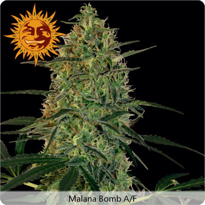 Barney's Farm - Malana Bomb Auto (auto/fem.)