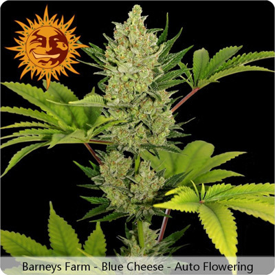 Barney's Farm - Blue Cheese Auto (auto/fem.)