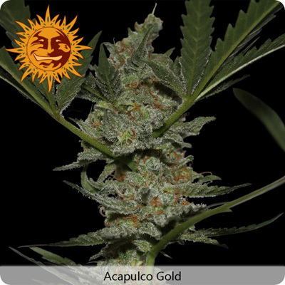 Barney's Farm - Acapulco Gold (fem.)