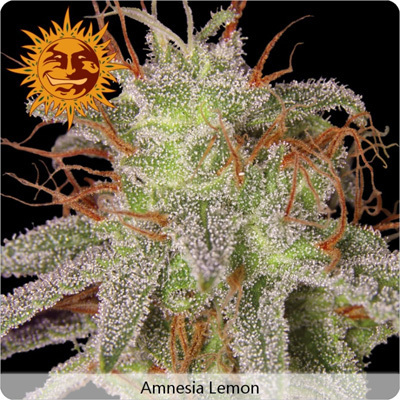 Barney's Farm - Amnesia Lemon (fem.)