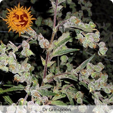 Barney's Farm - Dr. Grinspoon (fem.)