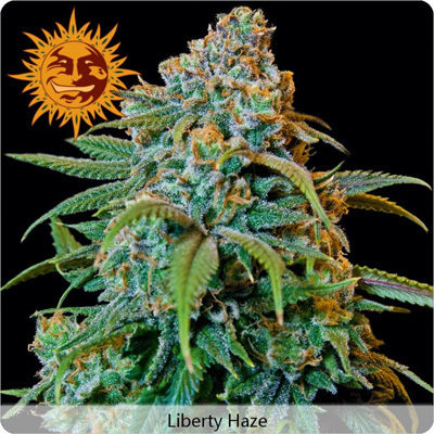 Barney's Farm - Liberty Haze (fem.)