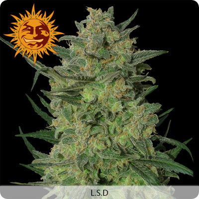 Barney's Farm - LSD (fem.)