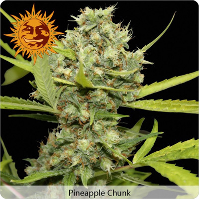 Barney's Farm - Pineapple Chunk (fem.)