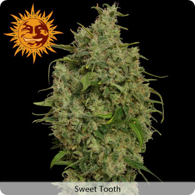Barney's Farm - Sweet Tooth (fem.)