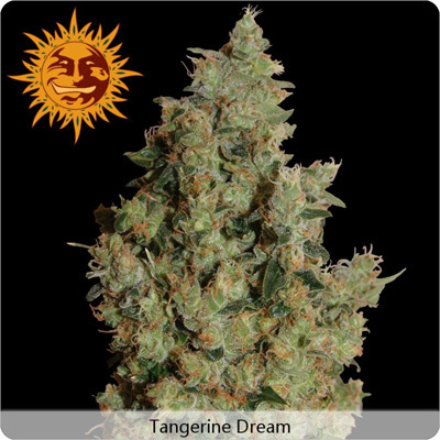 Barney's Farm - Tangerine Dream (fem.)