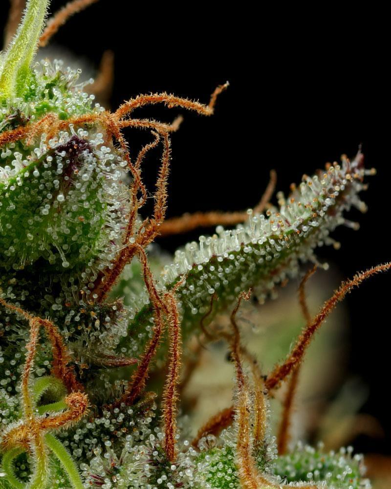 Humboldt Seed Company - Strawberry Cheesecake Auto (auto/fem.) 🇺🇸
