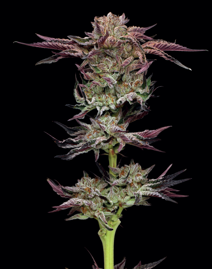 Humboldt Seed Company - Jelly Donutz Auto (auto/fem.) 🍩