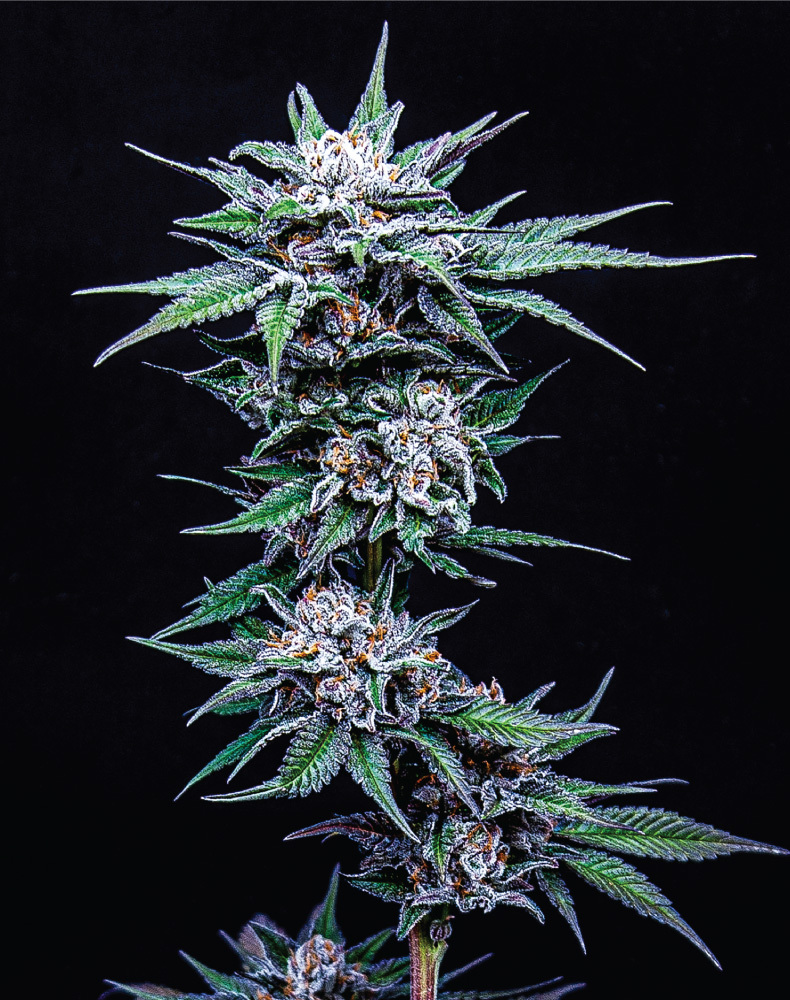 Humboldt Seed Company - Blueberry Pancakes (fem.) 🇺🇸