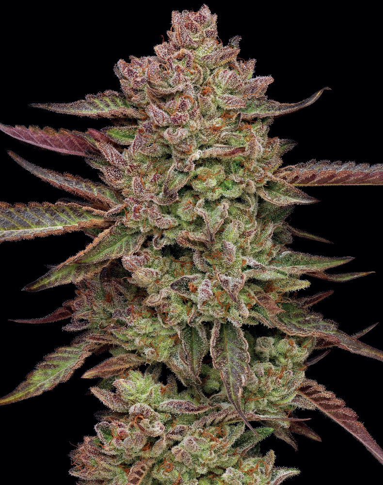 Humboldt Seed Company - Gazzurple (fem.) 🇺🇸