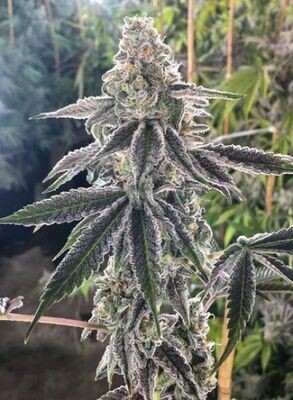 BC Bud Depot - The Breath (reg.) 09149