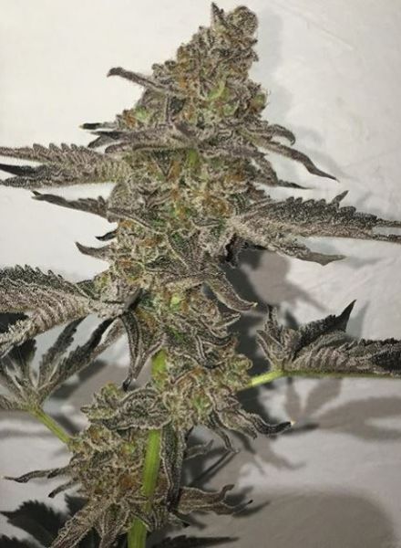 BC Bud Depot - The Breath (reg.)