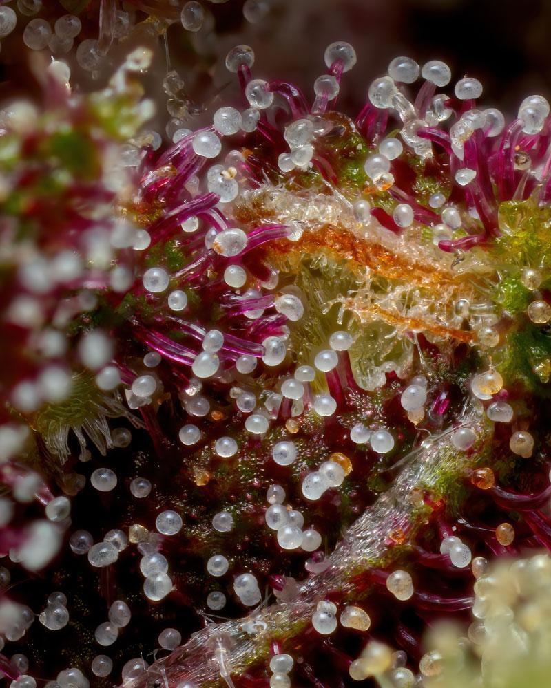 Humboldt Seed Company - Squirt Auto (auto/fem.) 🇺🇸